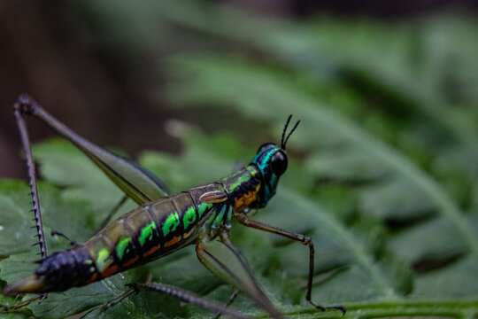 Closeup shot of a Paramastax poecilosoma grasshopper perched on a green leaf