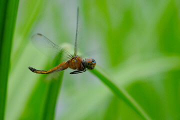 Fly Dragonfly
Brachydiplax calybea female