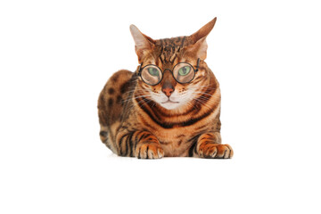 Beautiful cute striped purebred ginger bengal cat wear eye glasses lying on white background,looking at camera.Serious pet or poor eyesight or animal spectacles or school teacher concept.Copy space.