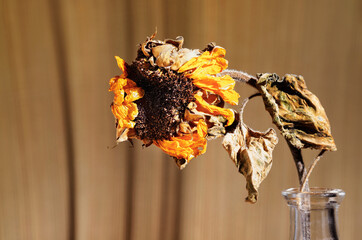 Dried sunflower in vase