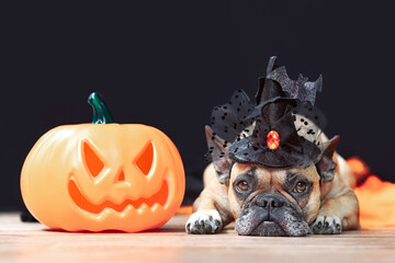 French Bulldog dog with Halloween costume witch hat next to carved pumpkin lying down in front of...