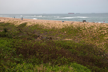 Aloes and Vegetation forming part of Dune Rehabilitation