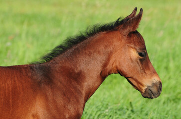 American Quarter Horse Fohlen