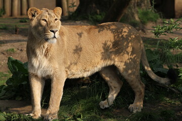 lion standing