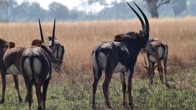 Wide shot of a herd of Sable antelopes walking over the dry grassland in Botswana.