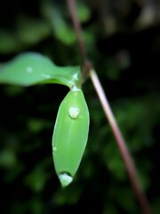 water drops on a green leaf
