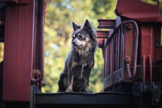 Portrait hund auf eisenbahn mit blättern im herbst im hintergrund in der natur