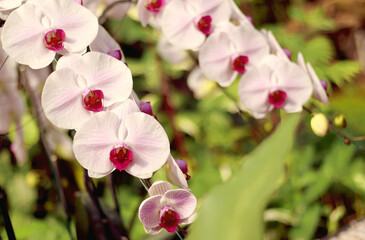 Fototapeta na wymiar Close up of orchids bouquet with natural background, beautiful blooming orchid flower in the garden.