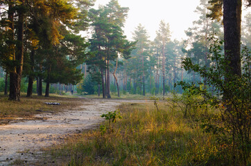 Picturesque nature foggy morning landscape. Narrow winding path through the meadow into the forest. Misty forest early in the morning