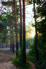 Row of pine trees in the forest. Scenic morning landscape during sunrise. Rays of the sun shine through the tree leaves. Light fog adds some mystery to the landscape