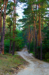 Picturesque morning landscape view of dirt road in the autumn forest. Forest path in the morning. Forest trail