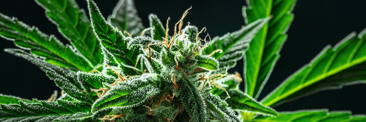 Cannabis plant panorama. Harvesting marijuana. Growing cannabis for medical purposes