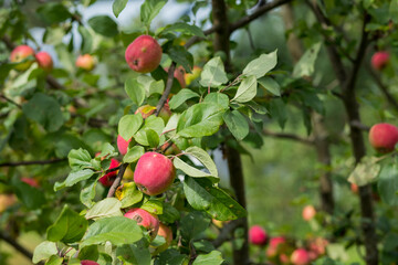 Colorful outdoor shot containing a bunch of red apples on a branch ready to be harvested.Organic fruits hanging from a tree branch in an apple orchard
