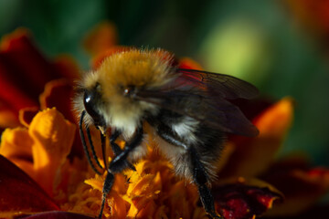 A bee is sitting on a flower (annual marigold, calendula, tagetes) in autumn (summer) (macro photography)