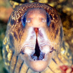 A Close Up of a Mottled Moray Eel with its Mouth Open Wide