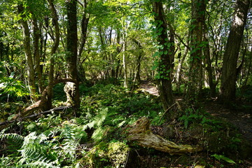 a lively dense forest in summer