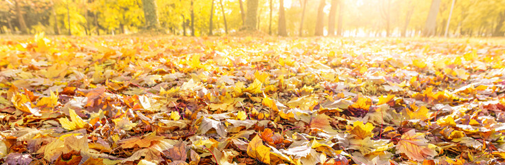 orange fall  leaves, autumn natural background in park with sun beams
