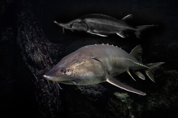 Sturgeons (sturgeon and kaluga) swim in the darkness of the waters abundance from the Amur River.