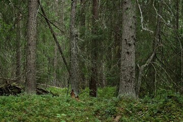 A typical Norrland forest in summer - 457249731