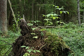 New plants grow out of an old fallen tree - 457249732