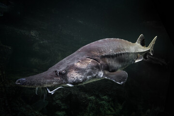 huge sturgeon fish of the Far East and the beluga fish against the background of greenish  darkness - 457249741