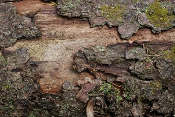 Close up on the bark of a dead tree - 457249747