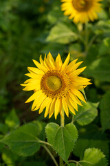 sunflower closeup