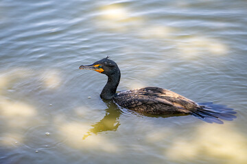 A double-crested cormorant swimming in the lake. 