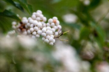 「紫式部」のなかで実が白いものを「白式部」と呼び、「小紫」のうち実が白いものを「白実の小紫」とも呼んでいます。