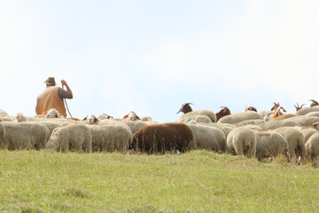Schafherde im Altmühltal