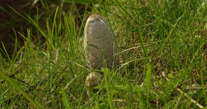 Inkcap mushrooms growing in green grass on the side of the road on a sunny summer day.