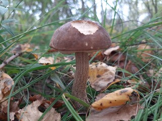 orange cap boletus