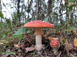amanita muscaria fly mushroom