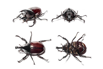 stag beetle isolated on white background