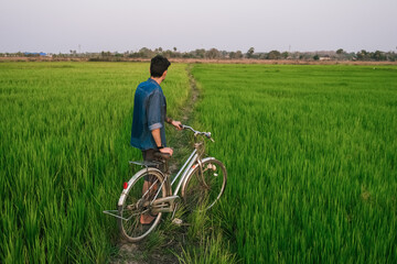 Fototapeta premium A man on a bicycle in the middle of a rice field, rear view.