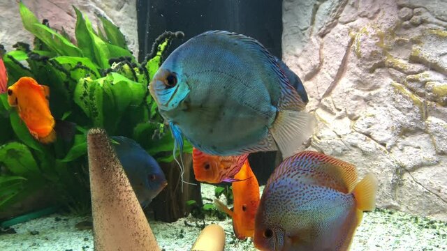 Diskusfische im Aquarium.