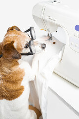 tailor at work in creative process of making clothes. Funny dog in glasses using sewing machine producing white textile shirt. View from back looking side. White vertical composition. Sewing hobby. 