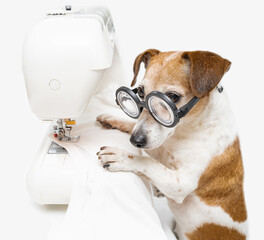 attentive dog Jack Russell terrier with glasses sews white T-shirt and uses sewing machine....