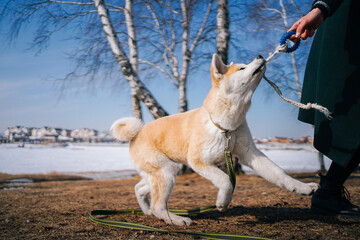 Akita Inu dog puppy with a green leash plays with a rope toy with a woman in a dark green coat on a snowy field in the afternoon. Bond of dog and it's master