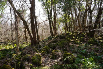 Obraz premium a dreary autumn forest with bare trees and vines