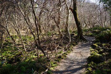 a dreary autumn forest with bare trees and vines