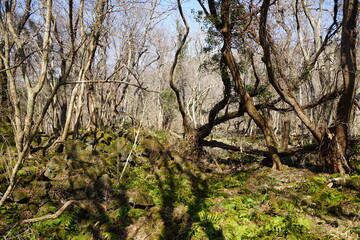 a dreary autumn forest with bare trees and vines