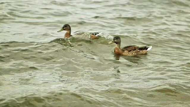 Two ducks swim on the water surface of the autumn lake. Media. Slow motion. Dark and muddy water of the reservoir, two beautiful birds.