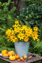 Sonnenblumenstrauß im vintage Eimer im Garten