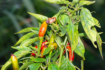 chili disease viral diseases and biological pests and physiological disorders.