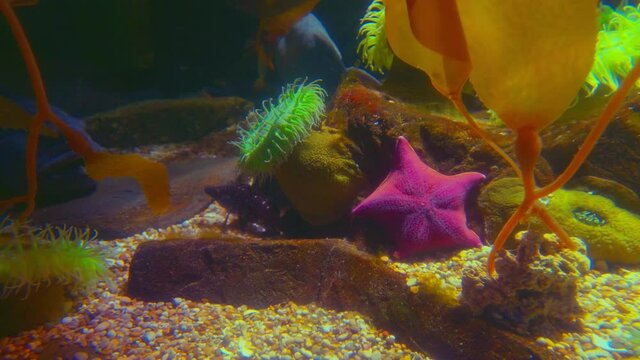 Colourful oceanic Easter pacific Painted greenling, North Atlantic Wolffish, North Pacific Green surf anemone, bat star, Common Sunstar and Northeast pacific Giant Pink sea star fishes swimming in 4K.