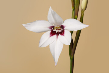 Elegant white gladiolus flower with burgundy center isolated on beige background.