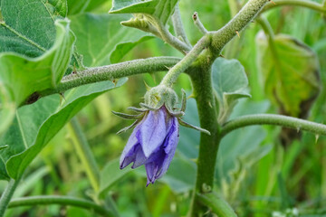 Close up Thai Eggplant with flower on green leaf and tree.