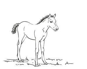Obraz na płótnie Canvas horse