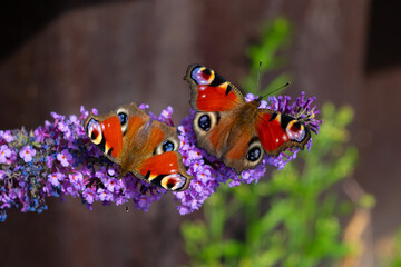 Aglais io zwei Schmetterlinge 2 Tagpfauenaugen  Paar Zwillinge Tagfalter Buddleja davidii...